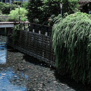 二分埔生態公園
